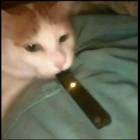 Bao avatar