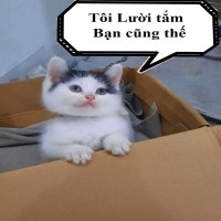 Ảnh đại diện Trung
