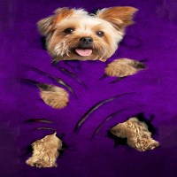zorunes avatar