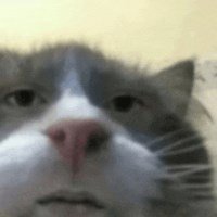 Alex avatar