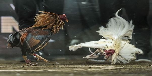 SV388 – Đấu trường đá gà trực tuyến uy tín hàng đầu châu Á
