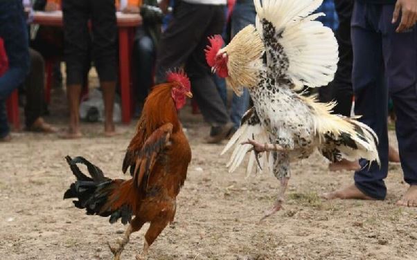 Kinh nghiệm chơi đá gà SV368 hiệu quả và an toàn cho tân thủ