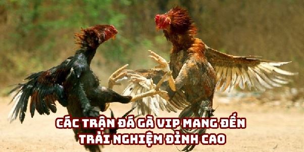 98win Đá Gà: Tìm Hiểu Cách Tham Gia Và Chiến Thắng 98win Đá Gà: Tìm Hiểu Cách Tham Gia Và Chiến Thắng