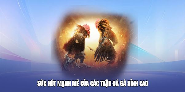 Đá Gà mb66 – Sân Chơi Chơi Gà Uy Tín, Đẳng Cấp Quốc Tế