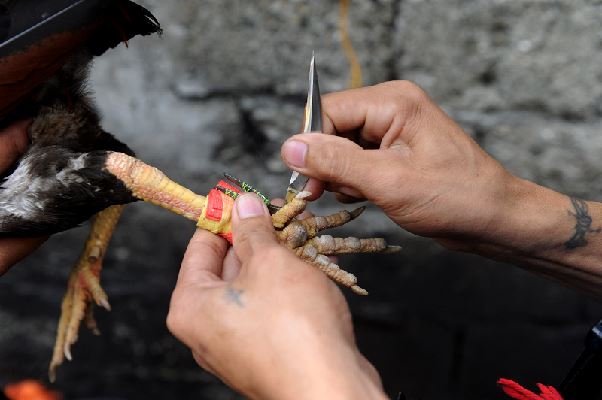 Đá gà cựa dao là gì? Cách tham gia tại trang chủ luck8 Đá gà cựa dao là gì? Cách tham gia tại trang chủ luck8