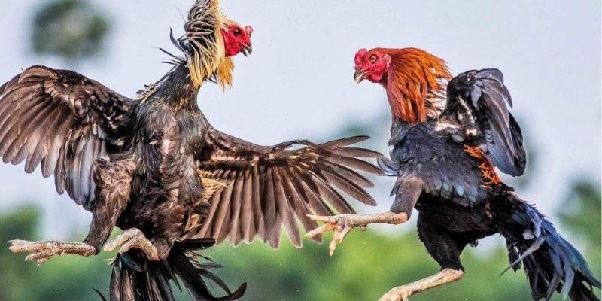 Đá Gà 78WIN | Trải Nghiệm Những Trận Chiến Đỉnh Cao