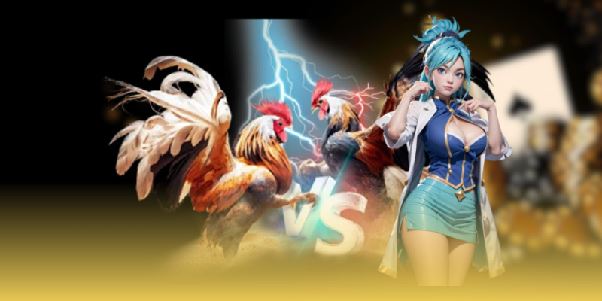 Đá Gà Thomo 67 – Đá Gà Trực Tiếp Theo Dõi Chiến Kê Gay Cấn Đá Gà Thomo 67 – Đá Gà Trực Tiếp Theo Dõi Chiến Kê Gay Cấn