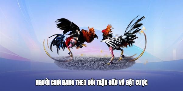 Đá Gà S8club – Tận Hưởng Những Cuộc Đối Đầu Căng Thẳng
