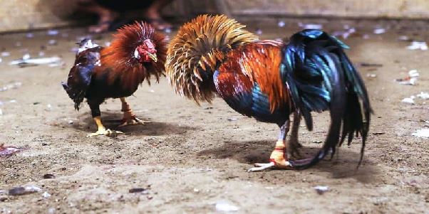 Đá Gà Cựa Sắt CWIN – Thế Giới Gà Chiến Kịch Tính, Nảy Lửa