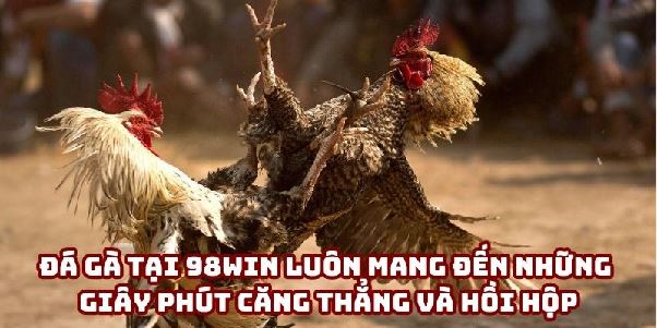 98win Đá Gà: Tìm Hiểu Cách Tham Gia Và Chiến Thắng 98win Đá Gà: Tìm Hiểu Cách Tham Gia Và Chiến Thắng