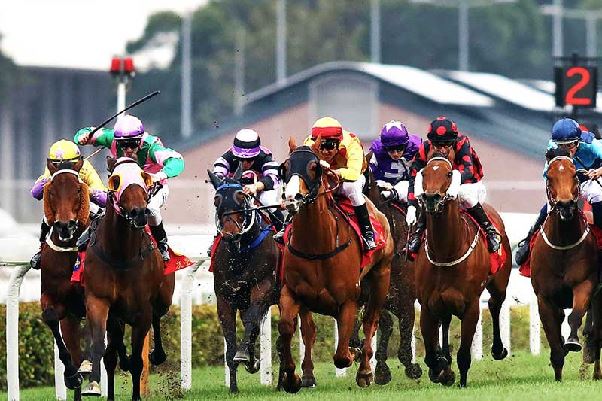 Giáo án huấn luyện ngựa đua 789Club nên bắt đầu từ đâu để tạo nền tảng chiến thắng