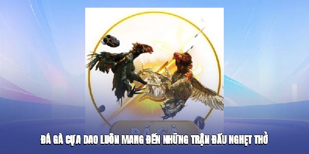 Đá Gà VT88 – Kịch Tính Từng Trận, Thắng Lớn Mỗi Ngày Năm 2025