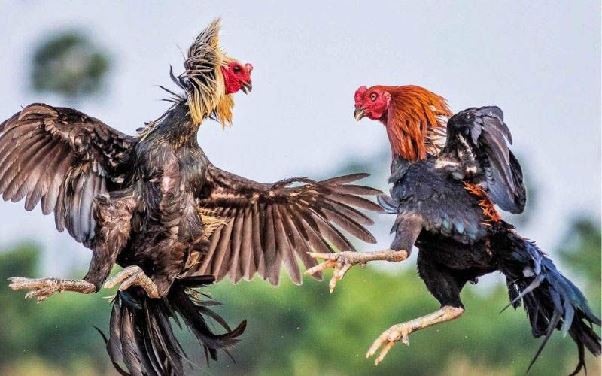 Đá gà 999bet – Cuồng nhiệt cùng đấu trường trực tuyến đỉnh cao
