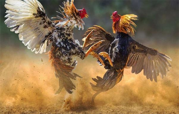 Đá gà 99OK – Thần kê đại chiến thời công nghệ, nơi cược thủ hóa sư kê thời đại số!