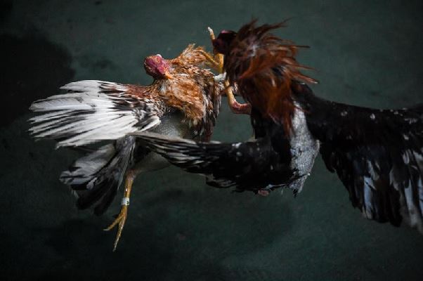 Đá gà CPC là gì? Những điều cần biết tại ee88 Đá gà CPC là gì? Những điều cần biết tại ee88