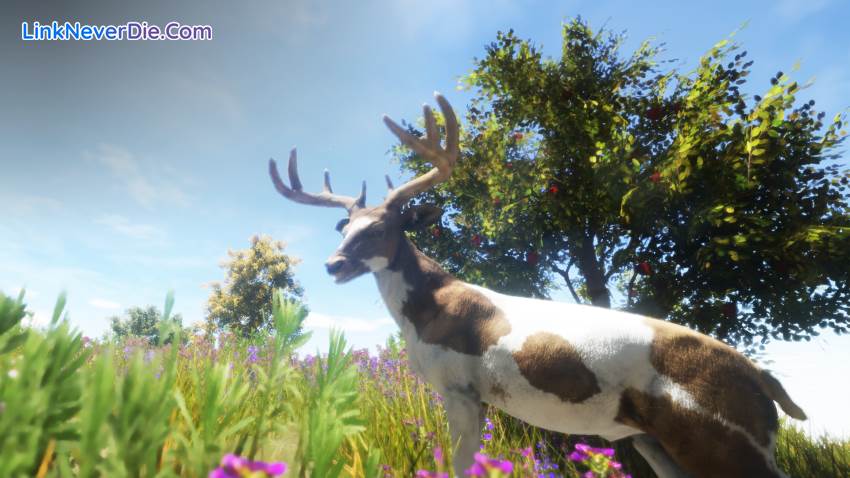 Hình ảnh trong game Animallica (screenshot) Hình ảnh trong game Animallica (screenshot)