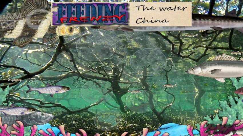 Feeding Frenzy - The water China cover